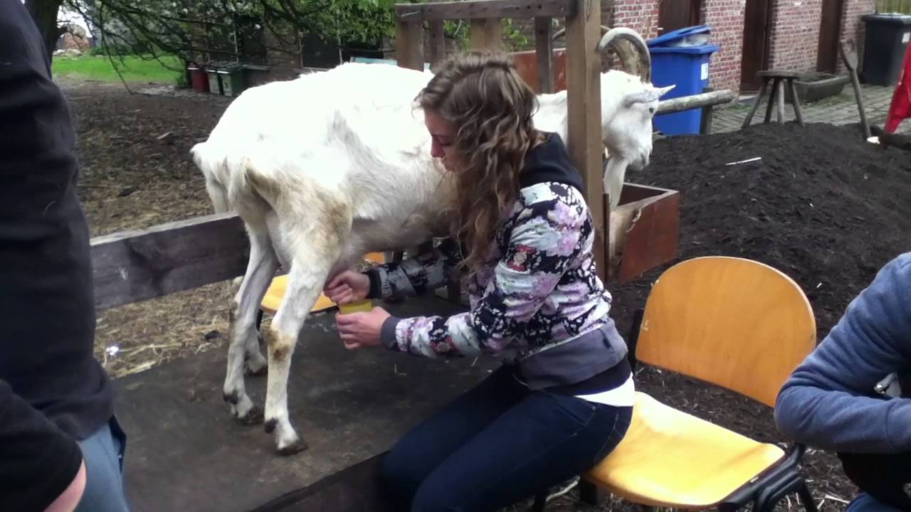 Hoeveel Melk Geeft Een Koe Per Jaar