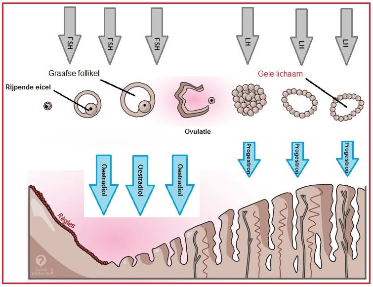 Gele lichaam - Biologielessen.nl - Wat Is Het Gele Lichaam