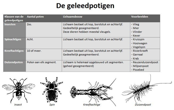 Geleedpotigen / Ordening H/V / Onderbouw | biologie voor het voortgezet - Bij Welke Geleedpotigen Bestaat Het Gehele Lichaam Uit Segmenten