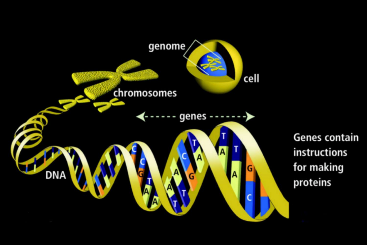 Genes - Definition, Function, and Mutations - Gene Kelly Singing In The Rain Movie