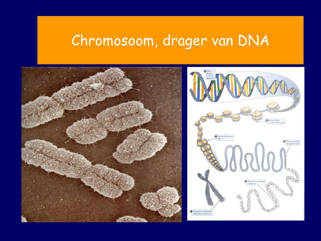 Genetica Hoe worden erfelijke kenmerken van generatie op generatie - Drager Van Erfelijke Eigenschappen 3 Letters