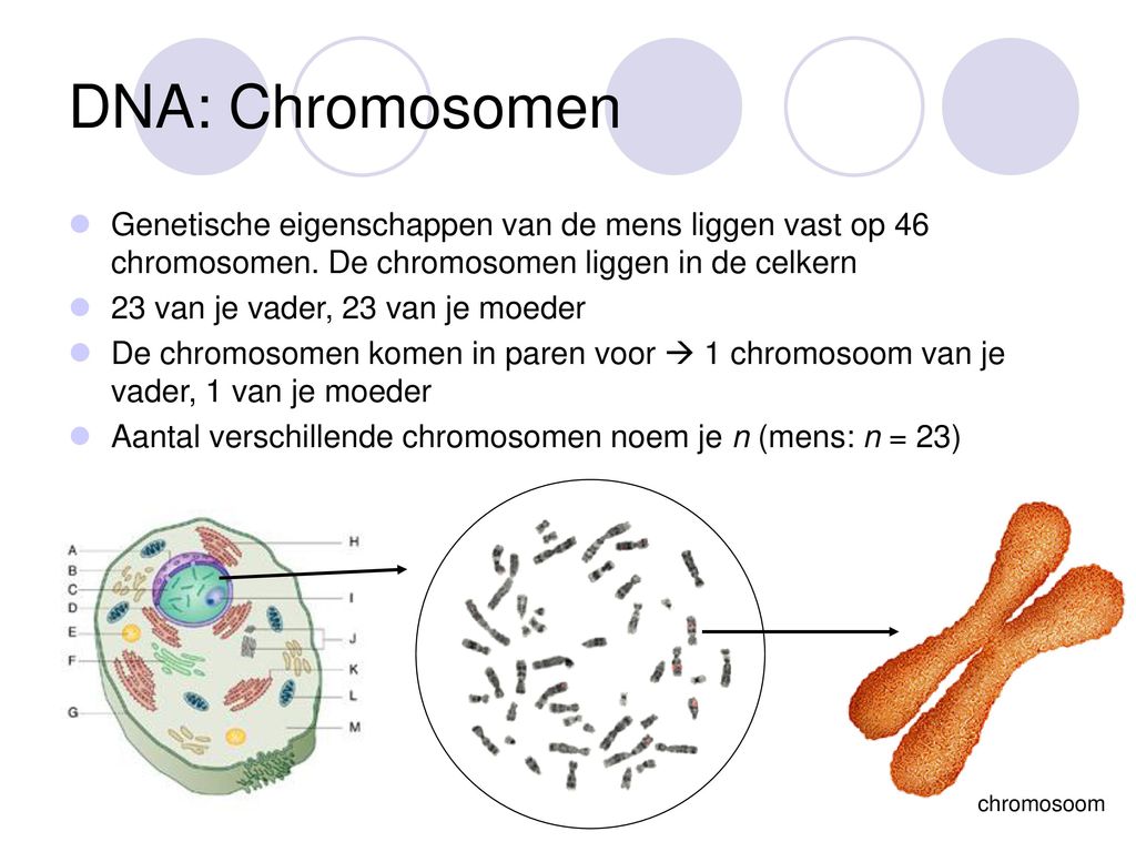 Genetisch materiaal onder de loep - ppt download - Liggen Al Je Eigenschappen Vast In Je Dna