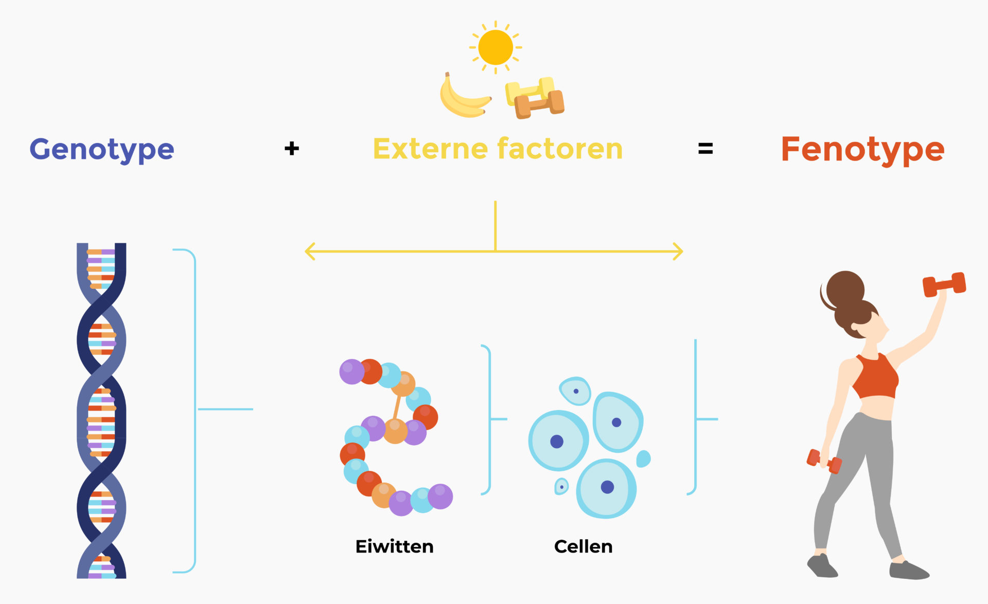 Wat Is Het Verschil Tussen Genotype En Fenotype