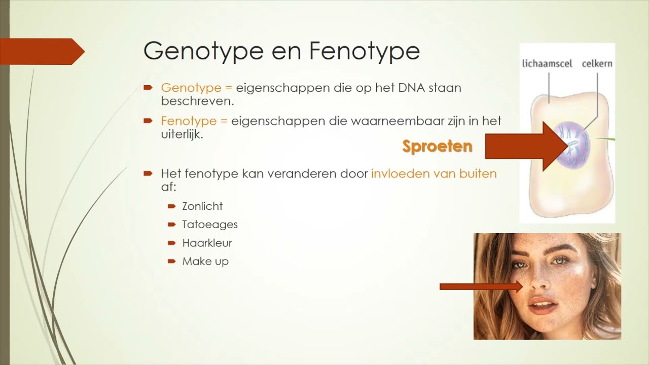 Wat Is Het Genotype Van Een Organisme