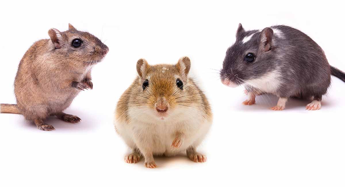 Gerbil Colors, Patterns and Markings - Wat Is Een Gerbil Voor Dier