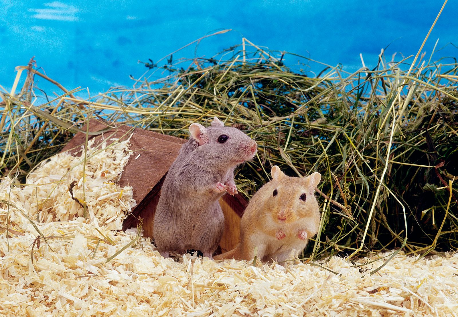 Gerbil | Diet, Habitat & Lifespan | Britannica - Wat Is Een Gerbil Voor Dier