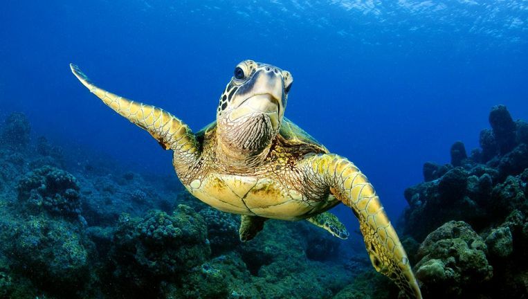 Hoe Oud Kan Een Zeeschildpad Worden