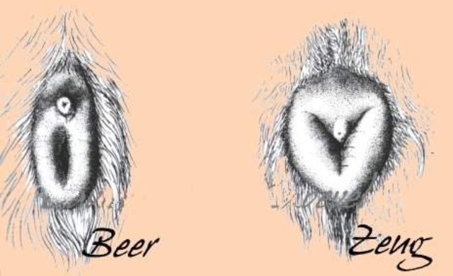 Geslacht bepalen Cavia Guinea Pigs, Beer, Animals, Root Beer, Ale - Hoe Heet Het Vrouwtje Van Een Varken