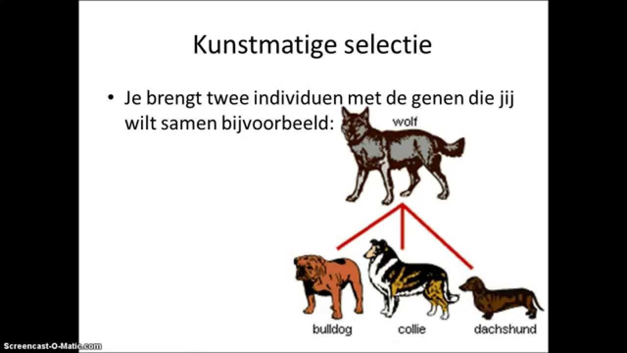 Geslachtelijke en ongeslachtelijke voortplanting - YouTube - Geef Zes Manieren Van Ongeslachtelijke Voortplanting Bij Planten