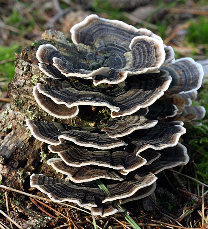 Gewoon elfenbankje - Trametes versicolor - Kijken in de Natuur - Paddenstoel Die Vaak Groepsgewijs Op Hout Groeit