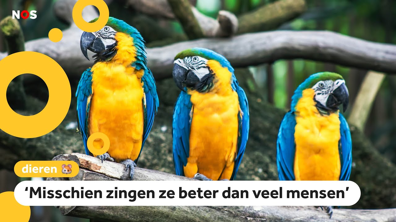 Gezocht! Zingende papegaaien voor onderzoek - YouTube - Boek Over Papegaaien Wat Een Geknoei
