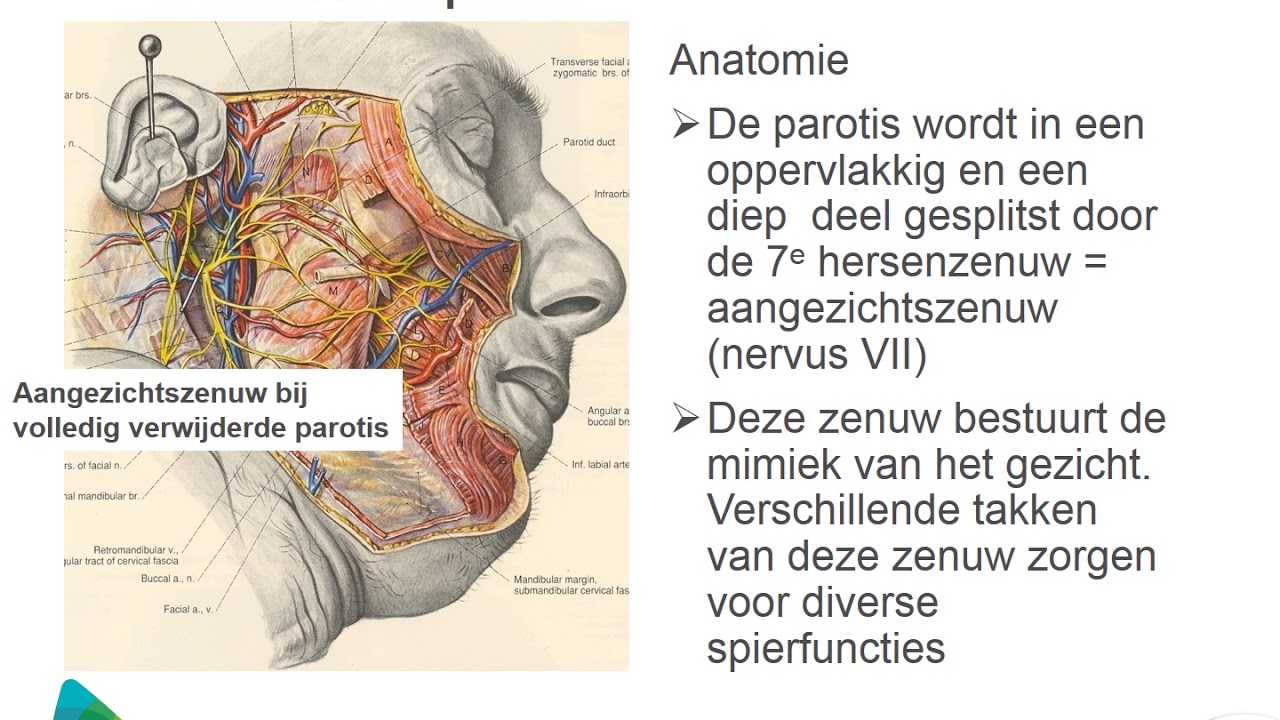 Hoe Ziet Een Speekselsteen Eruit