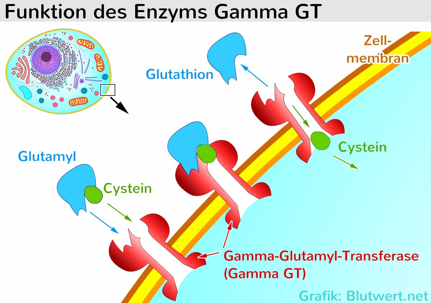 Wat Is Gamma Gt Waarde