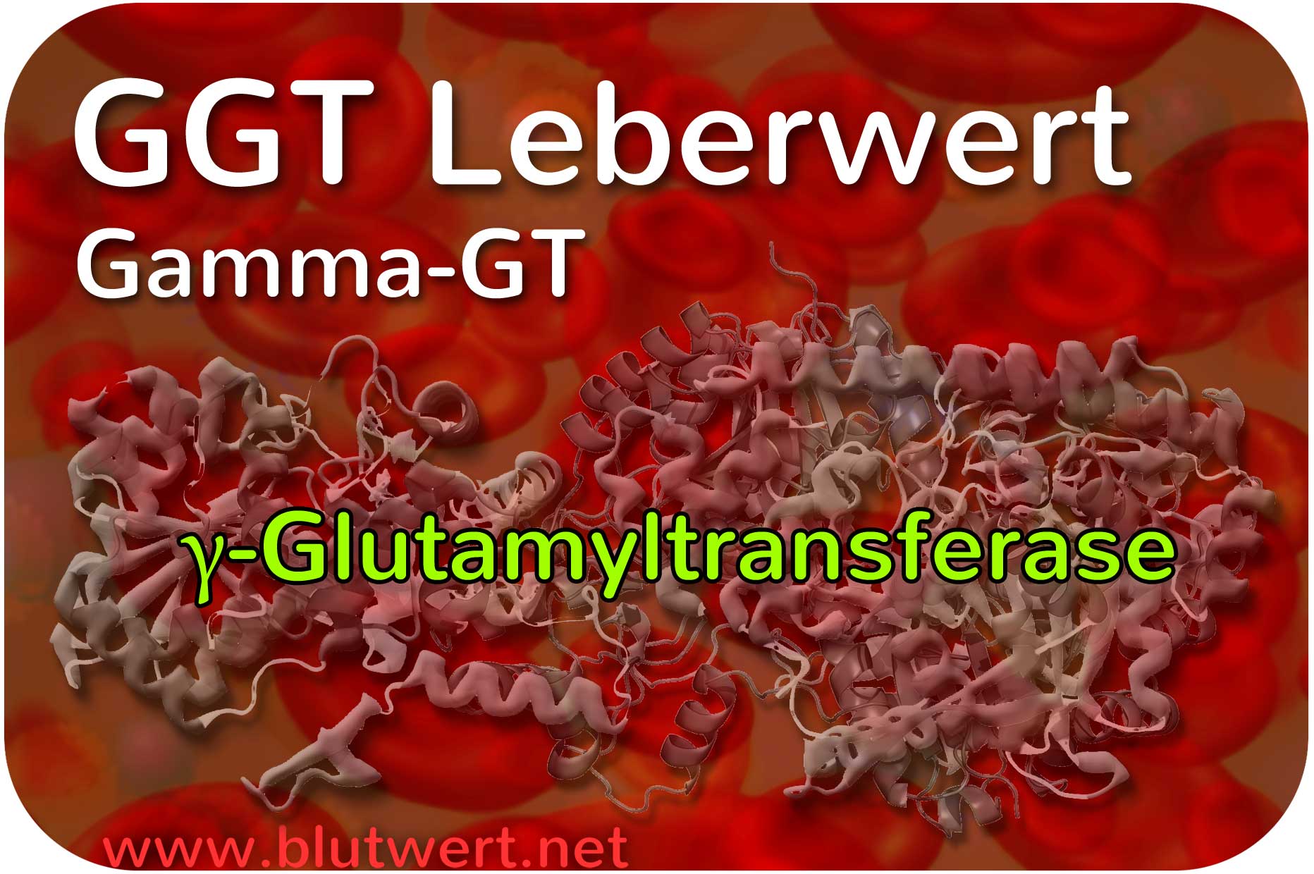 GGT Wert - Gamma GT (γ-GT) einfach erklärt - Wat Is Gamma Gt Waarde