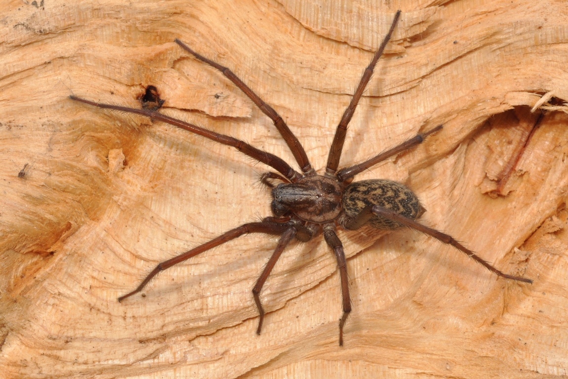 Giant housespider - SpiderSpotter - Hoeveel Poten Heeft Een Insect