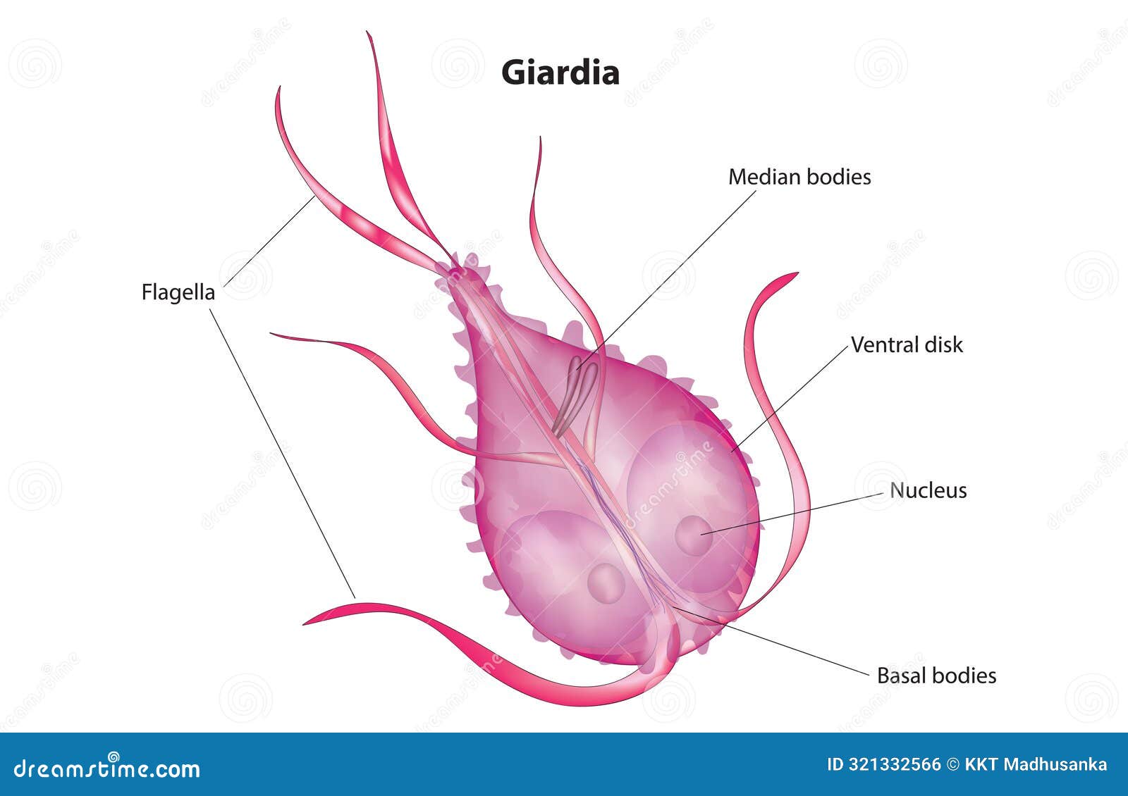 Giardia, Symptoms Of Disease, Icon Vector | CartoonDealer.com #260422658 - Hoe Ziet Giardia Ontlasting Eruit
