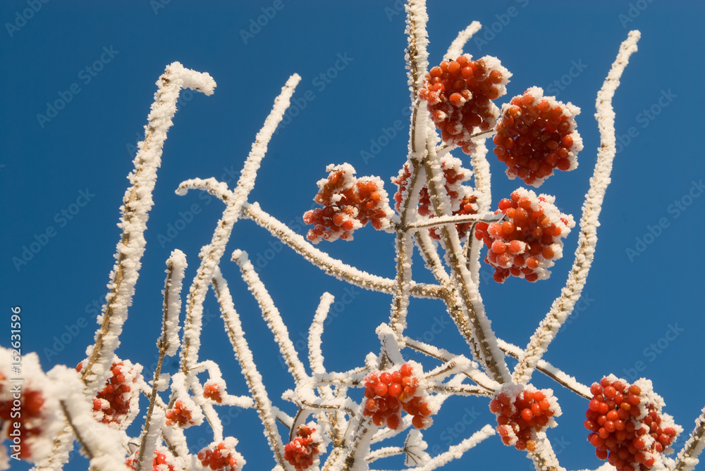giftige rode bessen in de winter Stock Photo | Adobe Stock - Giftige Bessen In De Tuin