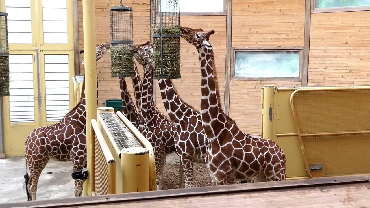 giraffe |camel |dromedaris |animals |netherlands - YouTube - Waarom Staat Er Een Dromedaris Op Camel