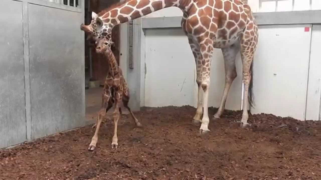 Is Een Giraffe Een Zoogdier