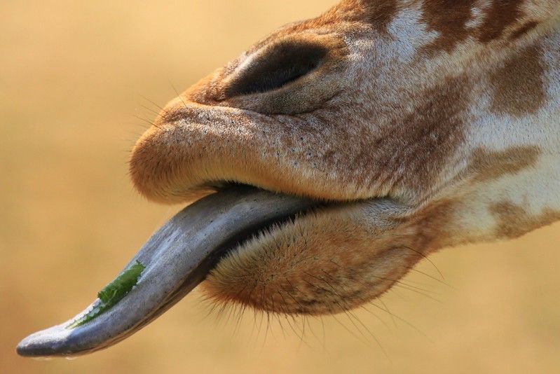 Hoe Lang Is De Tong Van Een Giraffe