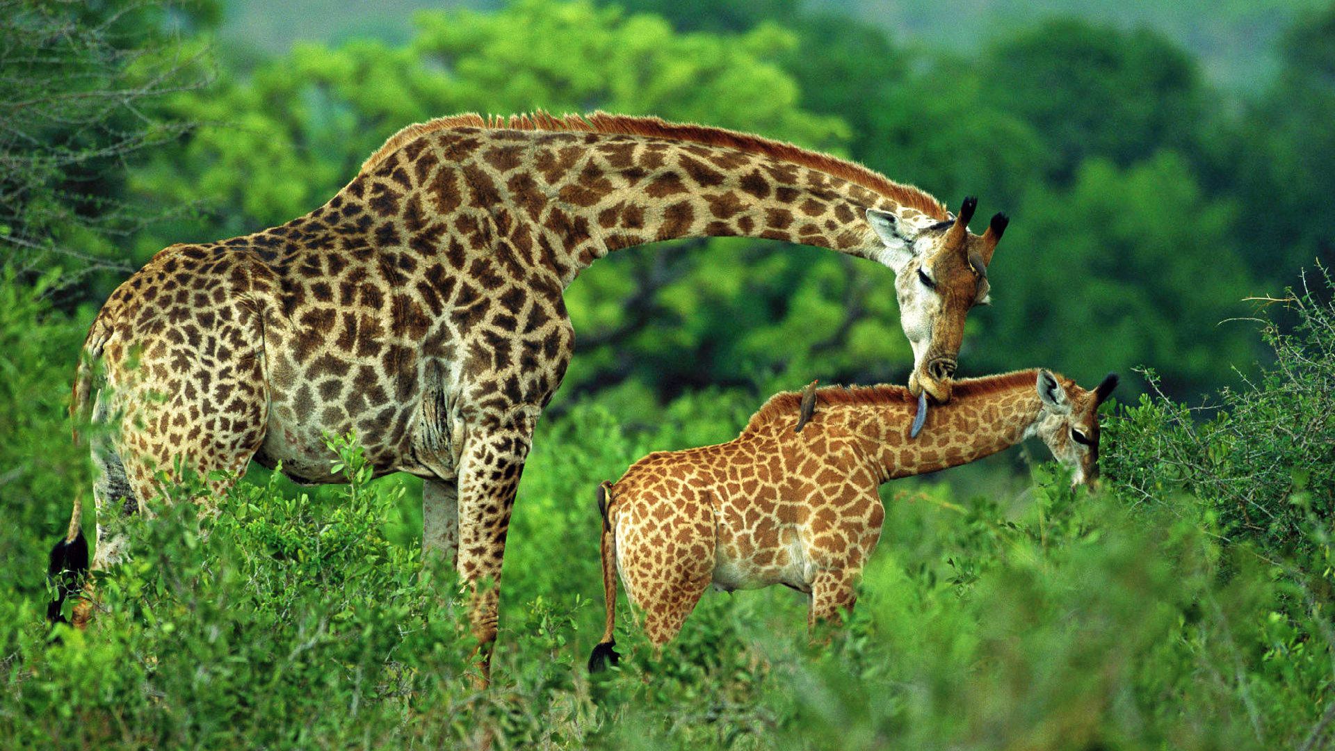 Giraffe wallpaper | 1920x1080 | #40630 - Is Een Giraffe Een Zoogdier