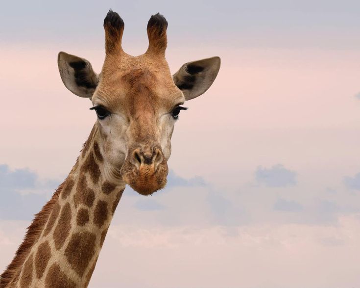 Giraffensprache Giraffe GFK für Kinder | Tiere wild, Tierfotografie - Hoe Lang Is De Tong Van Een Giraffe