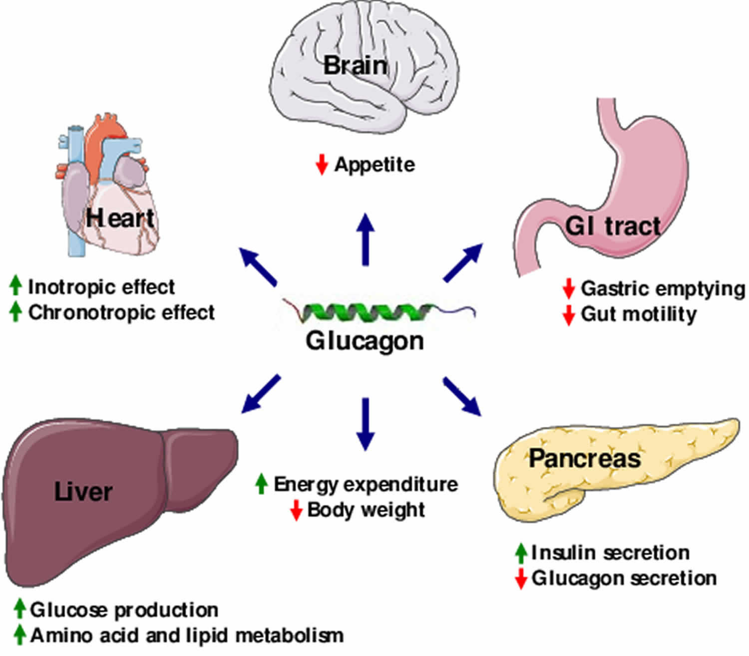 Glucagon function, production, glucagon injection & glucagon side effects - Glucagon Injectie Subcutaan Of Intramusculair