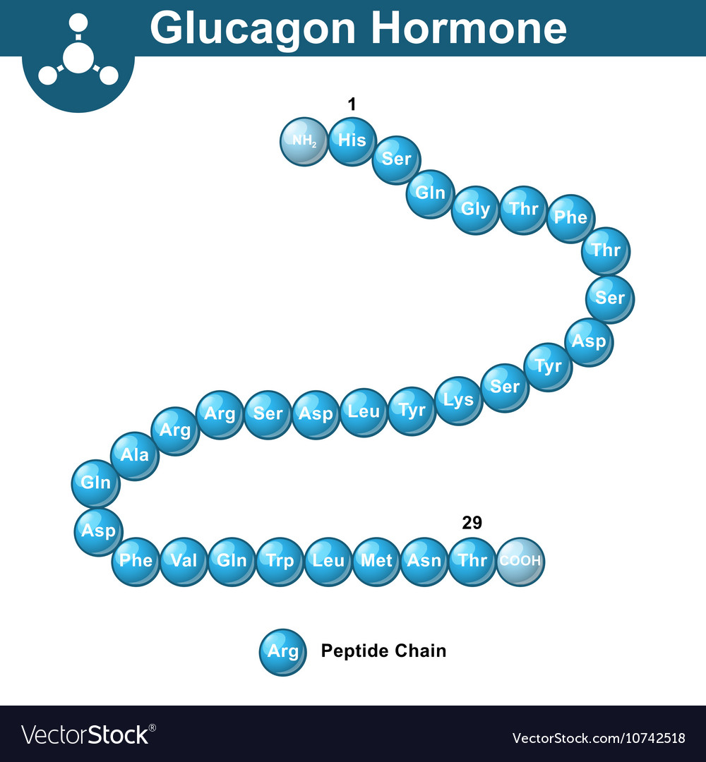 Glucagon Injectie Subcutaan Of Intramusculair