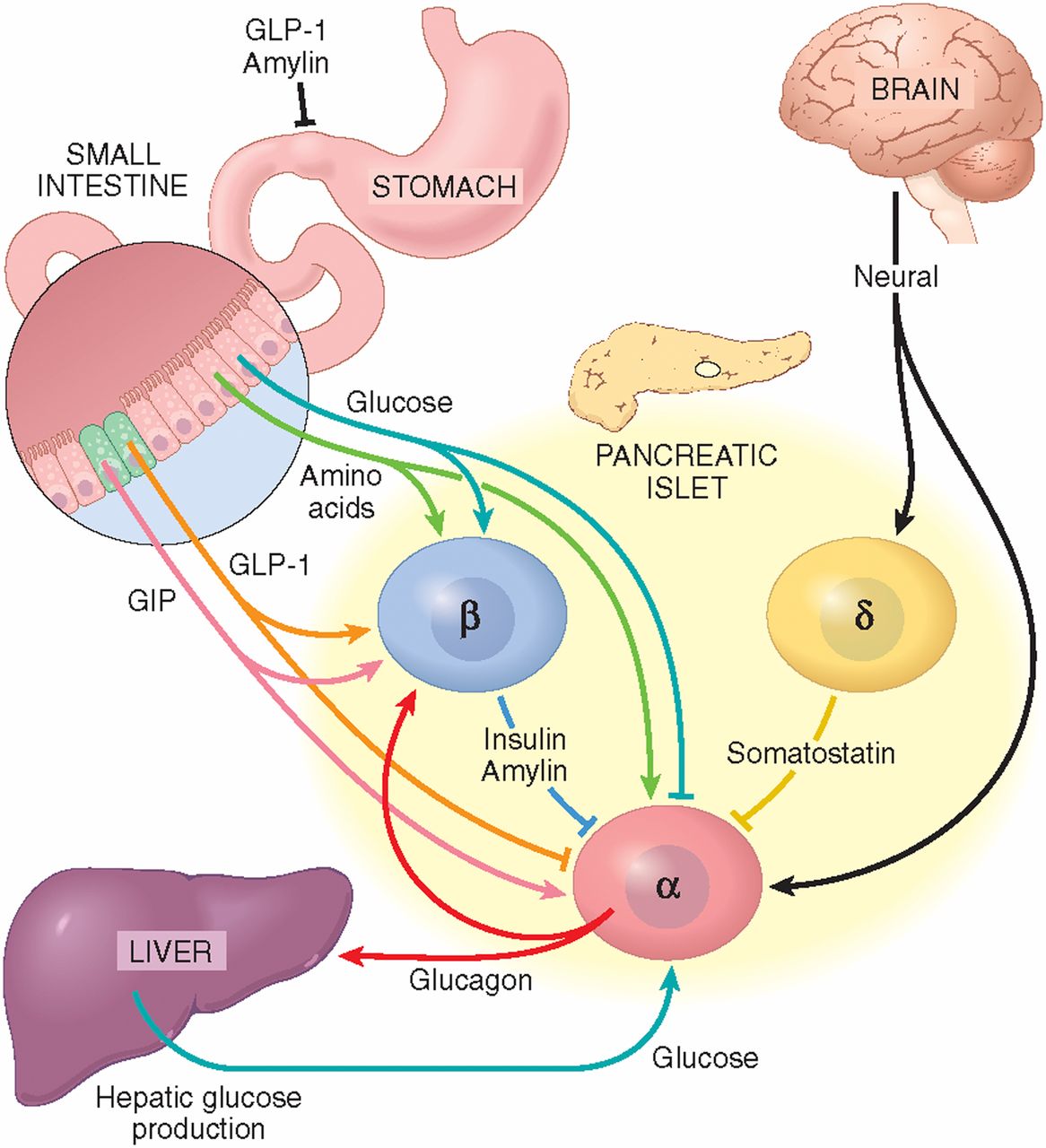 Glucagon Signaling Pathway - Creative Diagnostics - Glucagon Injectie Subcutaan Of Intramusculair