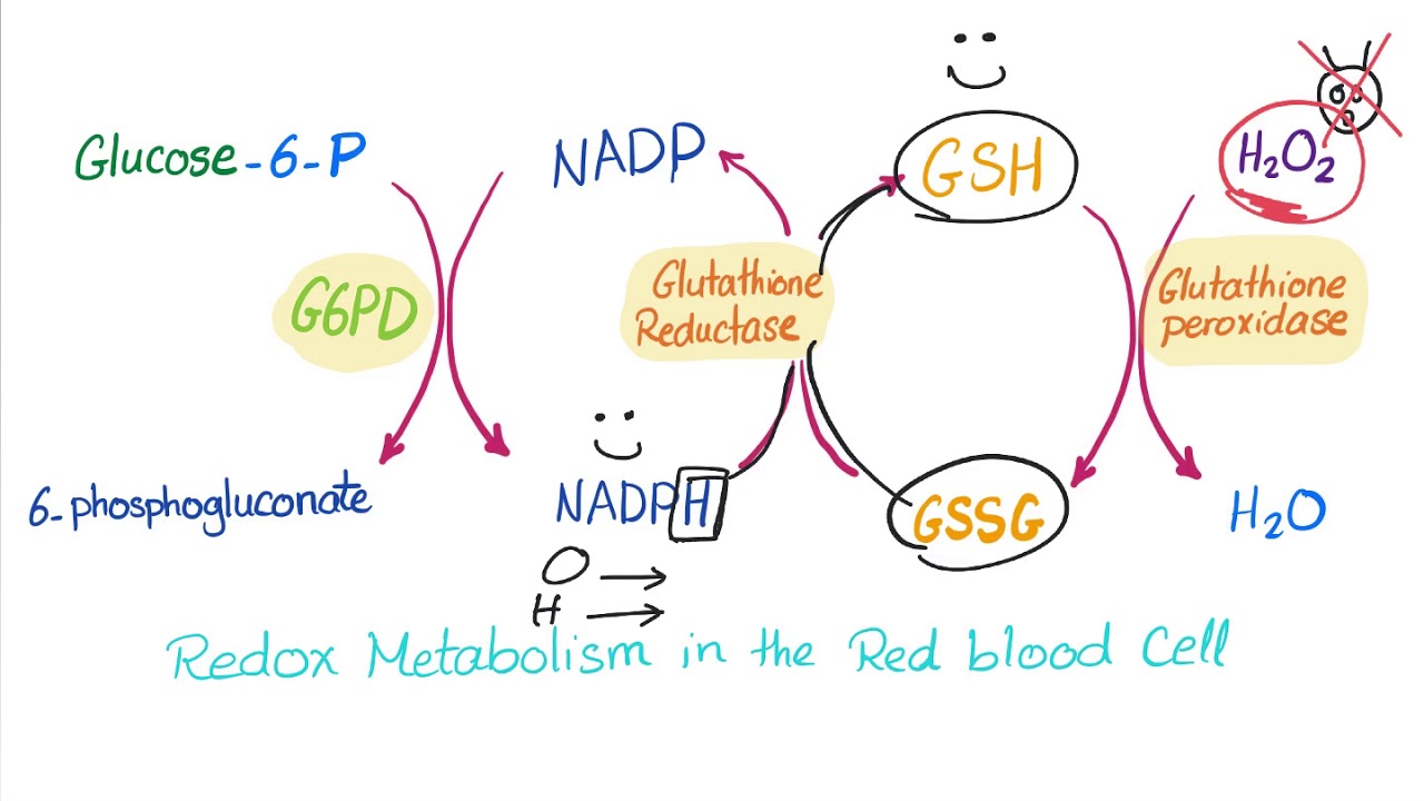 Glucose 6 Fosfaat Dehydrogenase Deficientie