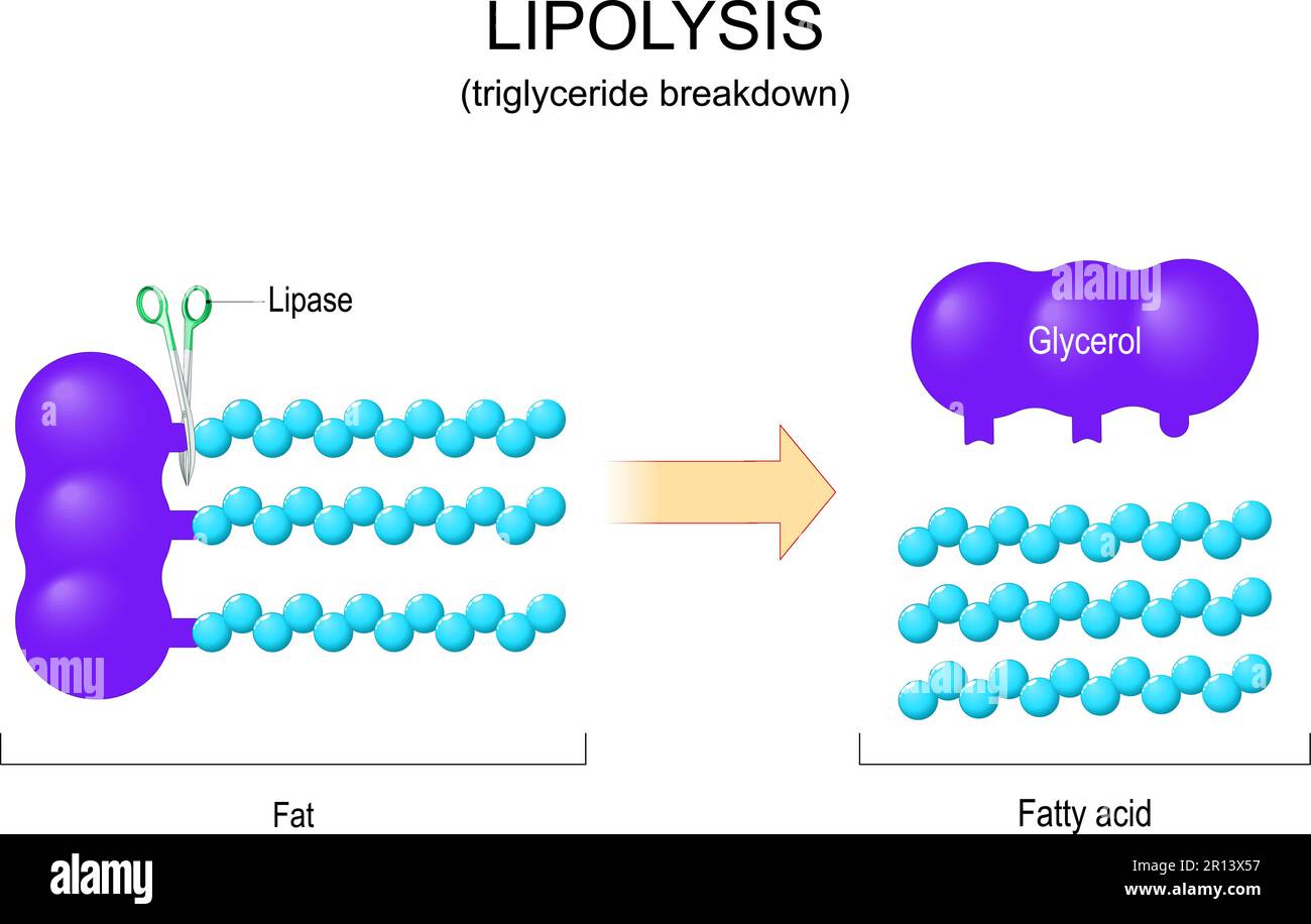 Glycerol - Wat Is Triglyceriden In Het Bloed