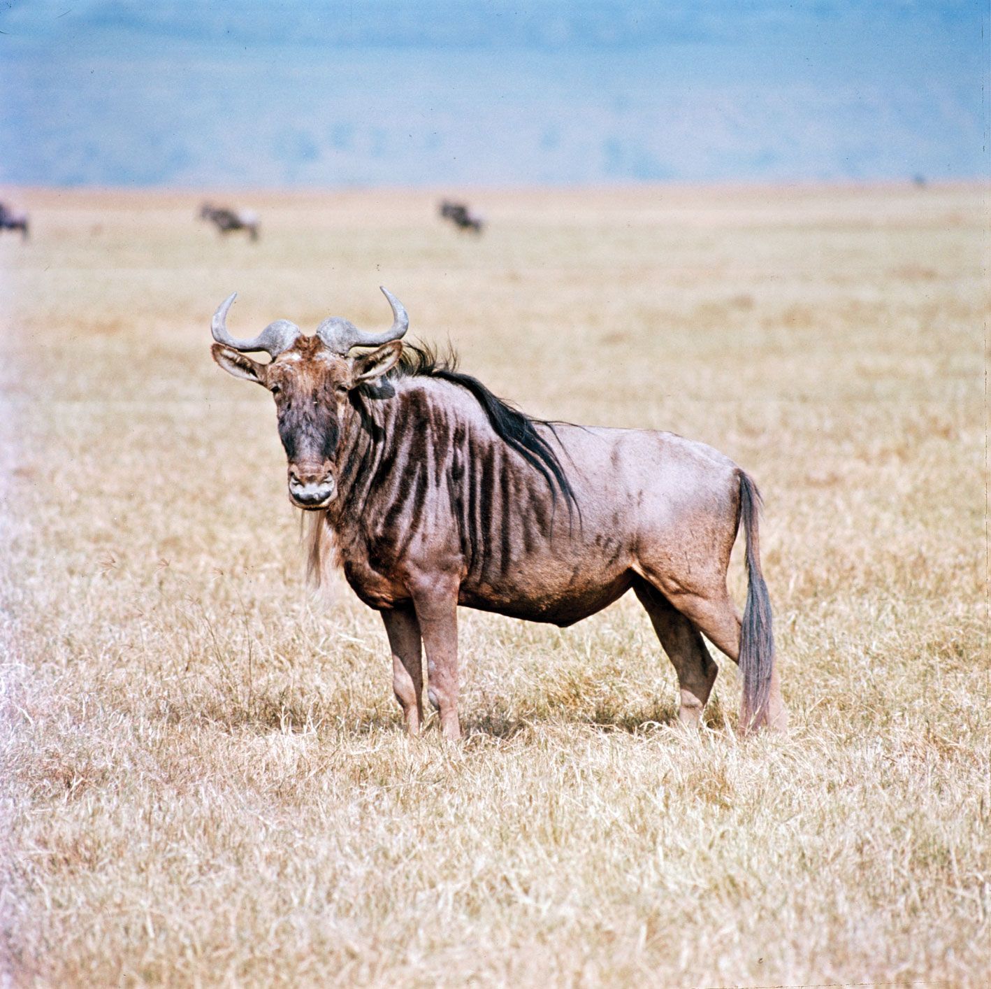 Gnu | African Antelope, Horned Mammal & Conservation Status | Britannica - Gnu General Public License Gpl
