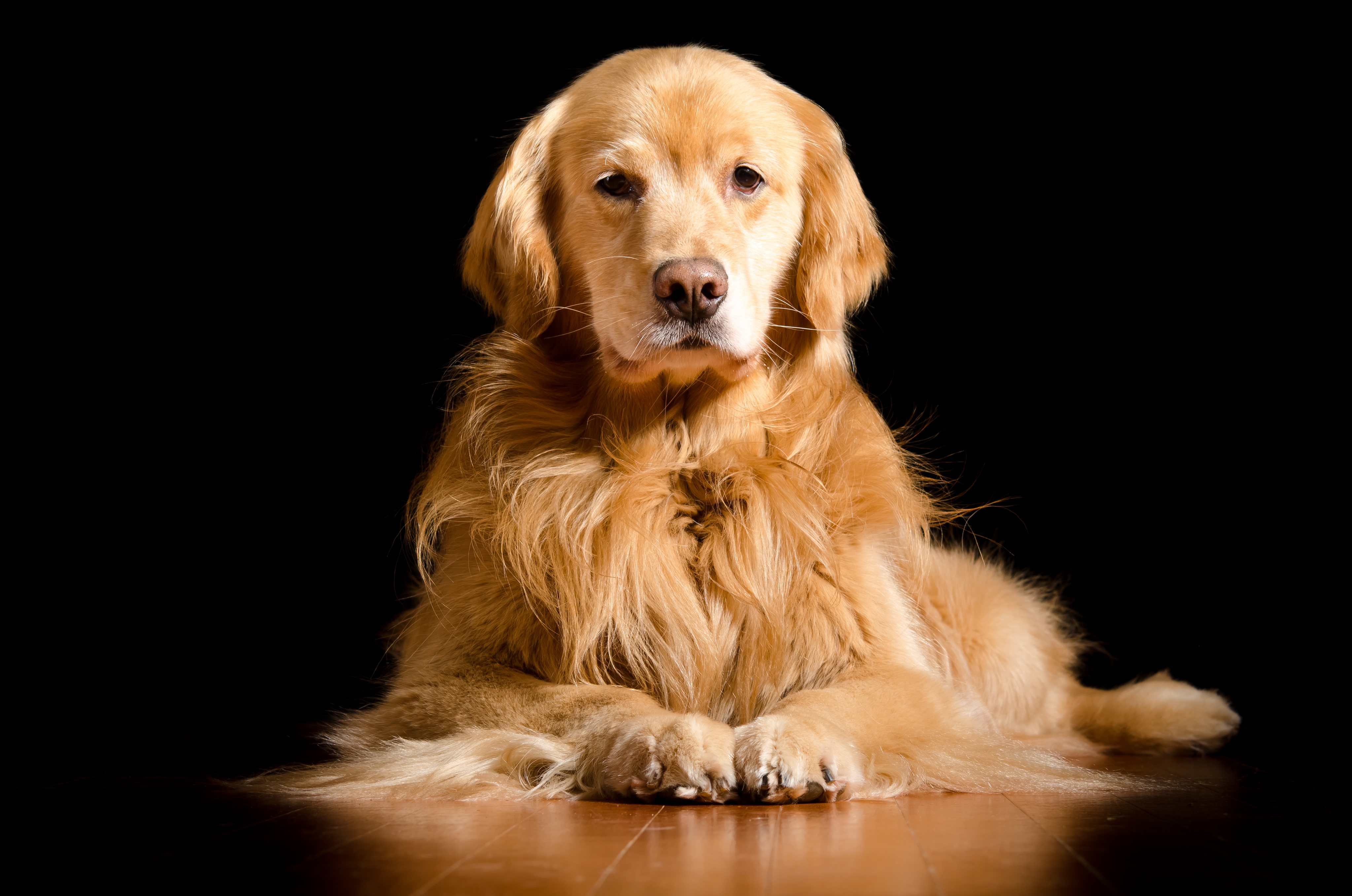 Golden Retriever 4k Wallpaper For Pc - Infoupdate.org - Golden Rule Level Of Capital