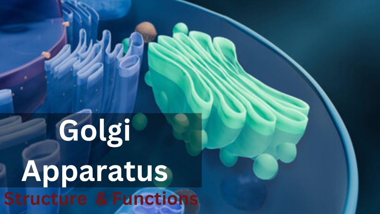 Golgi apparatus class 9|| Golgi apparatus Structure and Function - Wat Doet Het Golgi Systeem
