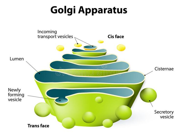 Wat Doet Het Golgi Systeem