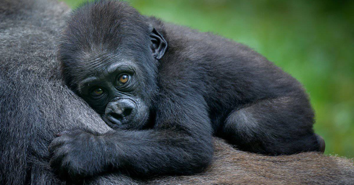 Hoe Oud Wordt Een Gorilla Gemiddeld