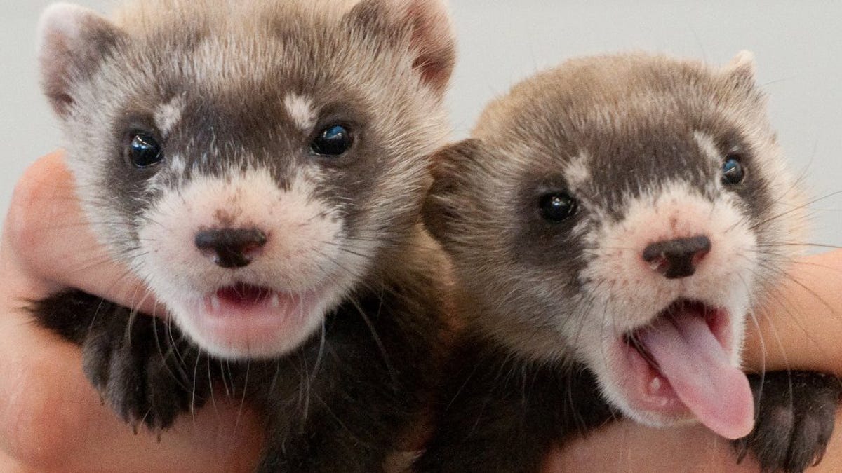 Government drones spray prairie dogs with peanut butter to help ferrets - Mag Je Een Fret Als Huisdier In Nederland