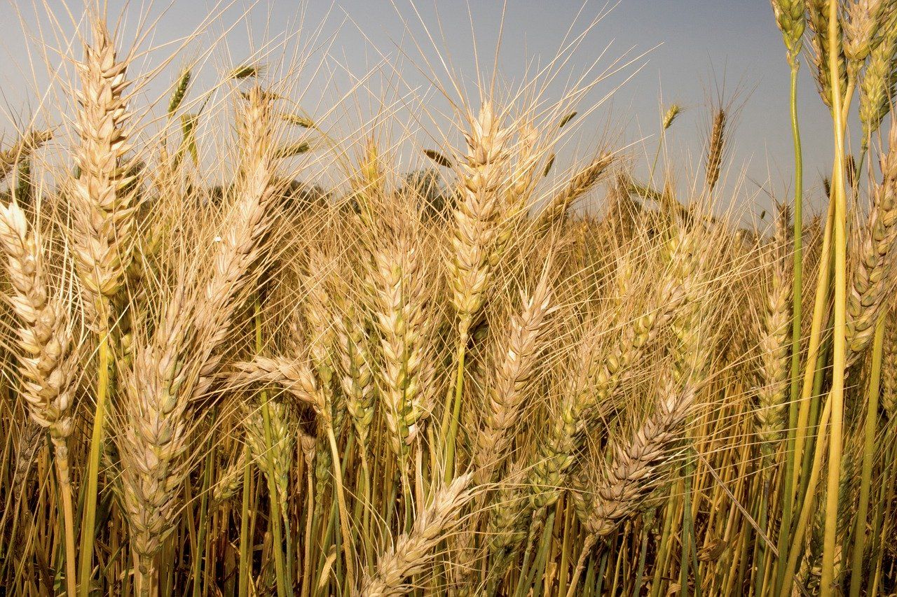 Hoeveel Graan Voor 1 Brood