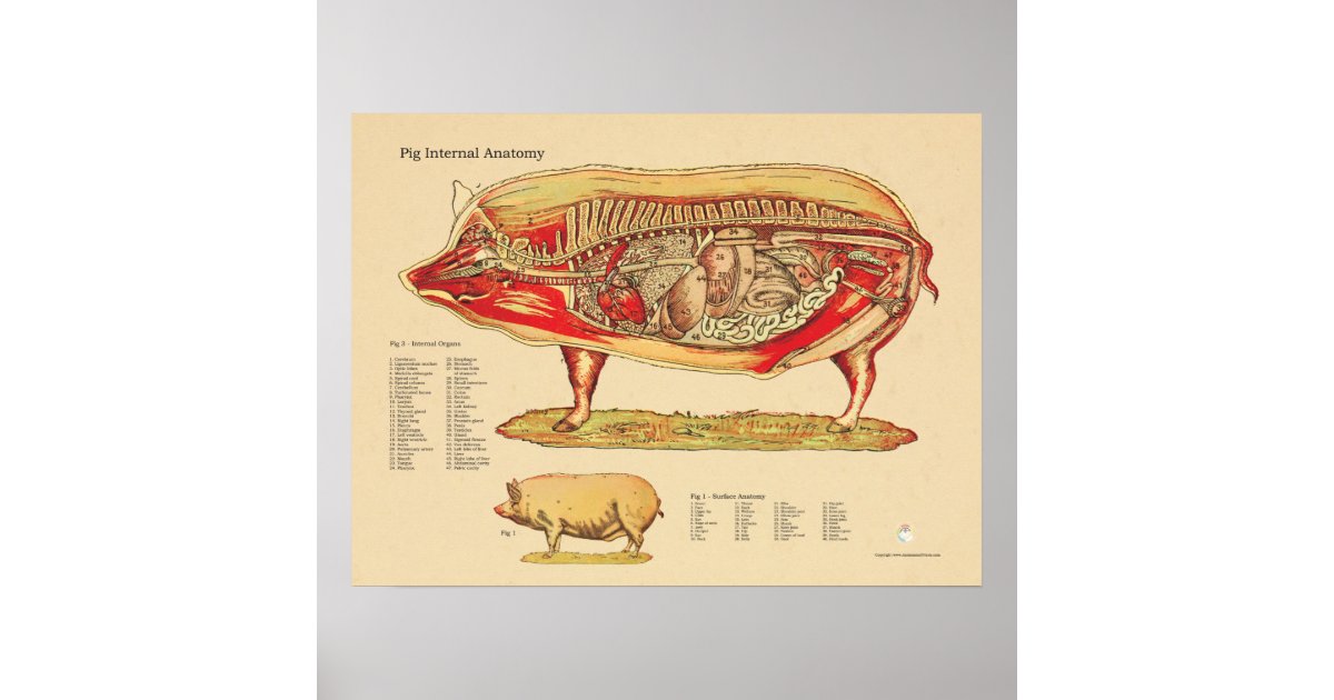 Grafiek van de Anatomie van het varken de Poster | Zazzle.nl - Hoe Heet Het Vrouwtje Van Een Varken