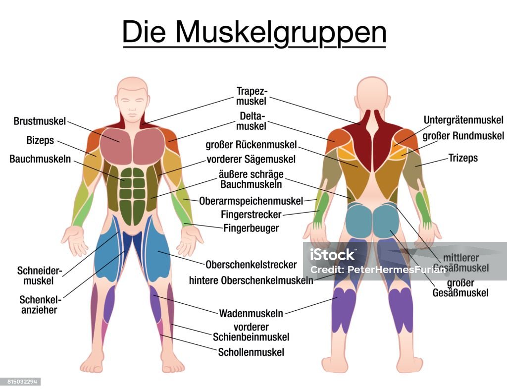 Spieren Van Het Menselijk Lichaam