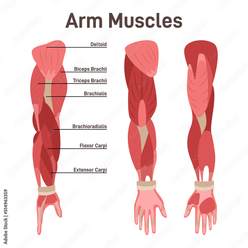 Grafika wektorowa Stock: Arm muscle set. Didactic scheme of anatomy of - Arm Uit De Kom Autorijden