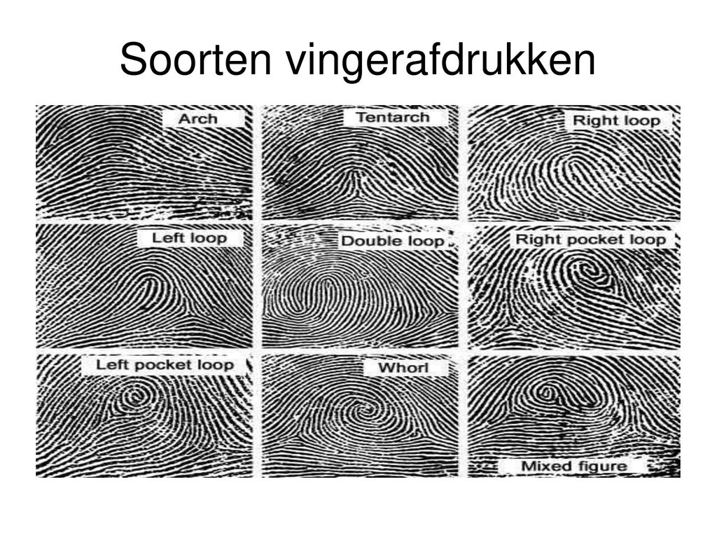 In Welke Hoofdgroepen Worden Vingerafdrukken Ingedeeld