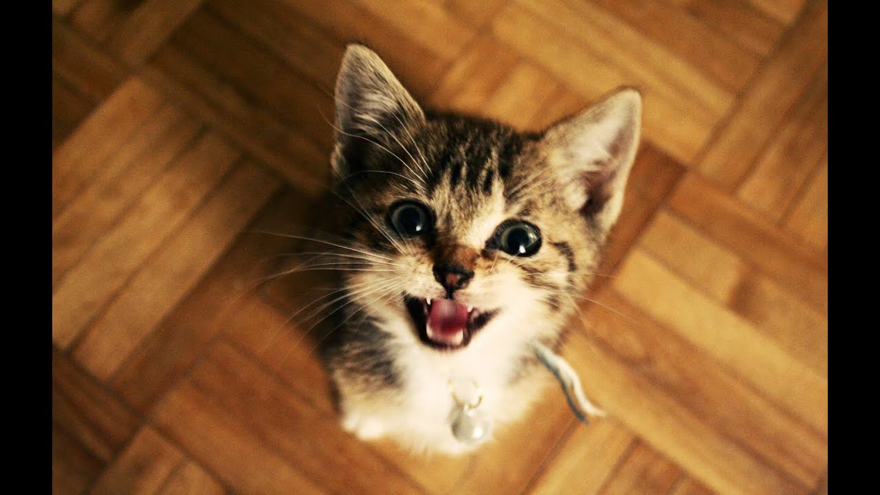 Grappige Katten En Kittens Miauwen. Compilatie 2015 [Nieuwe Hd] - YouTube - Wat Is Het Verschil Tussen Kat En Poes