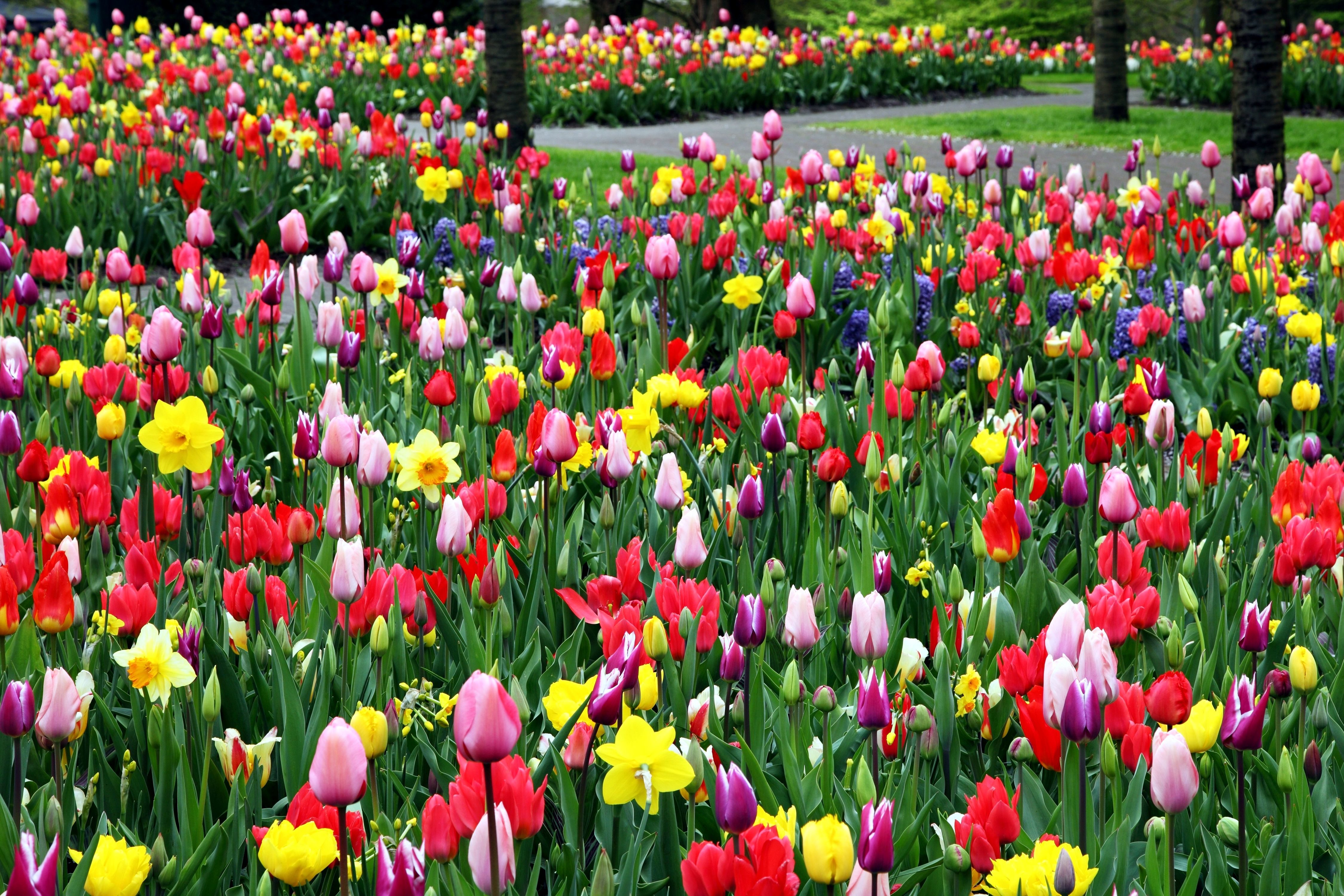 Gratis afbeelding: kleurrijke tulpen, bloem veld, park, Tuin - Planten Uit Het Tropisch Regenwoud