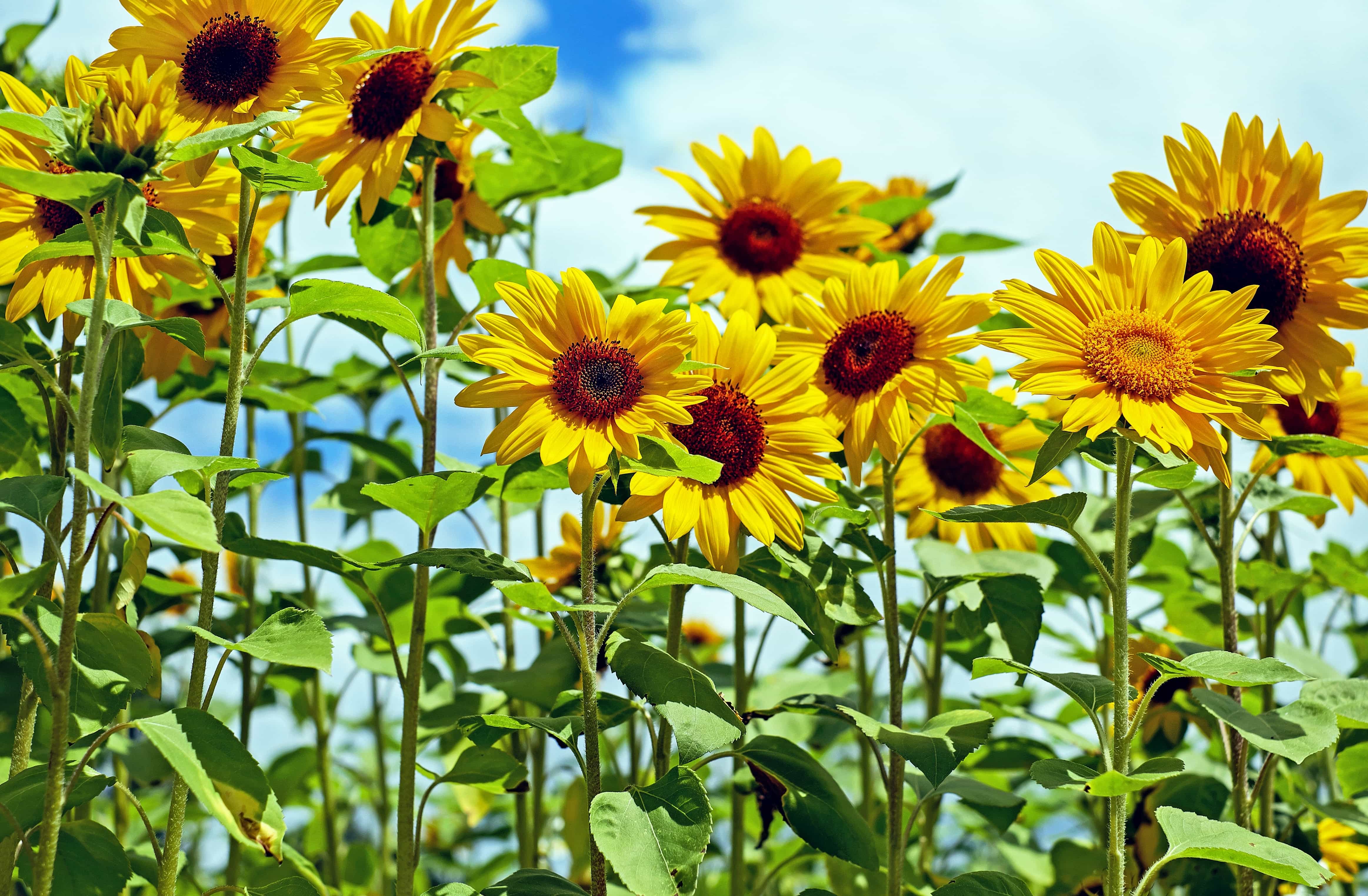 Gratis afbeelding: veld, natuur, Tuin, zomer, blad, bloem, flora - Planten Uit Het Tropisch Regenwoud