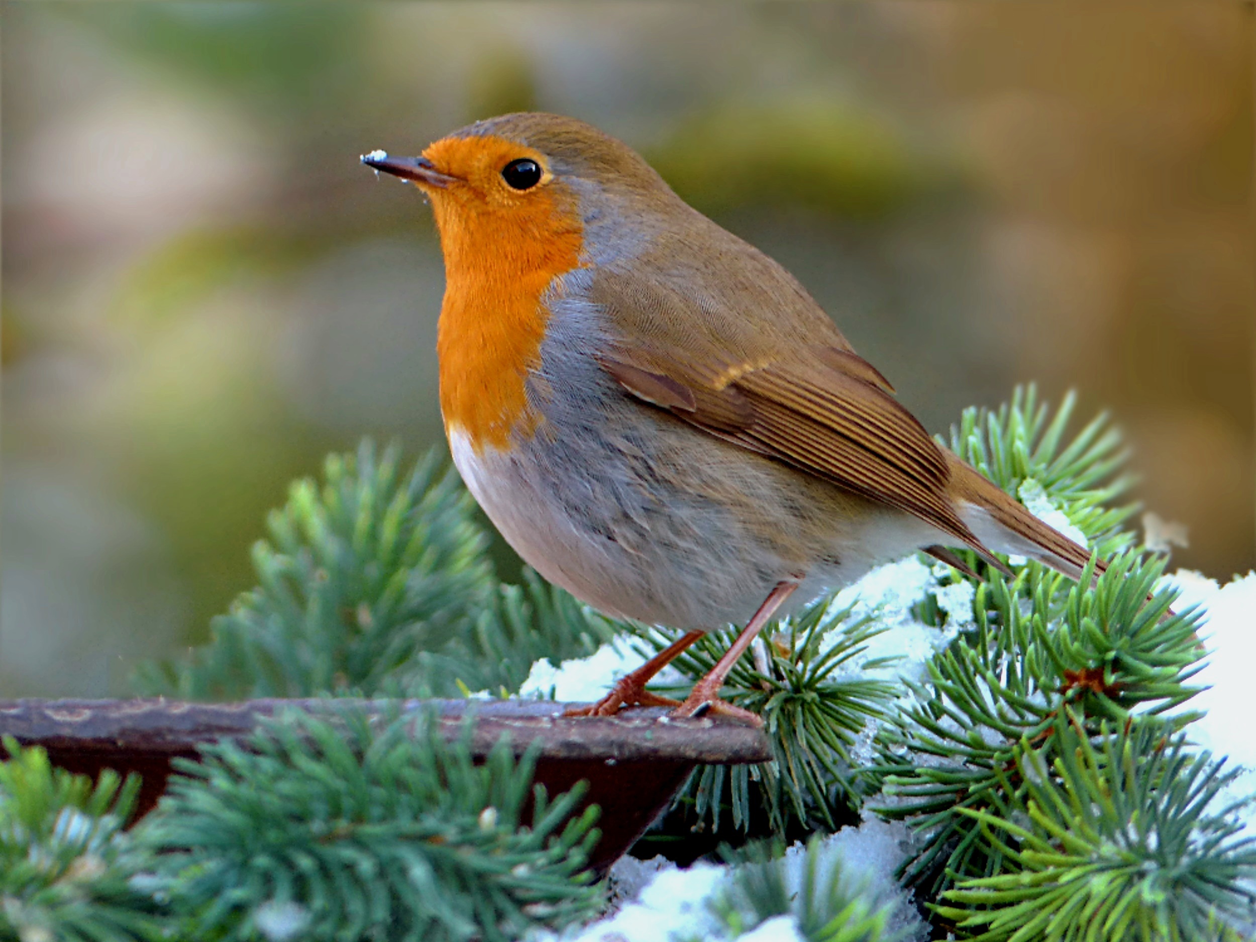 Vogel Met Een Lange Snavel
