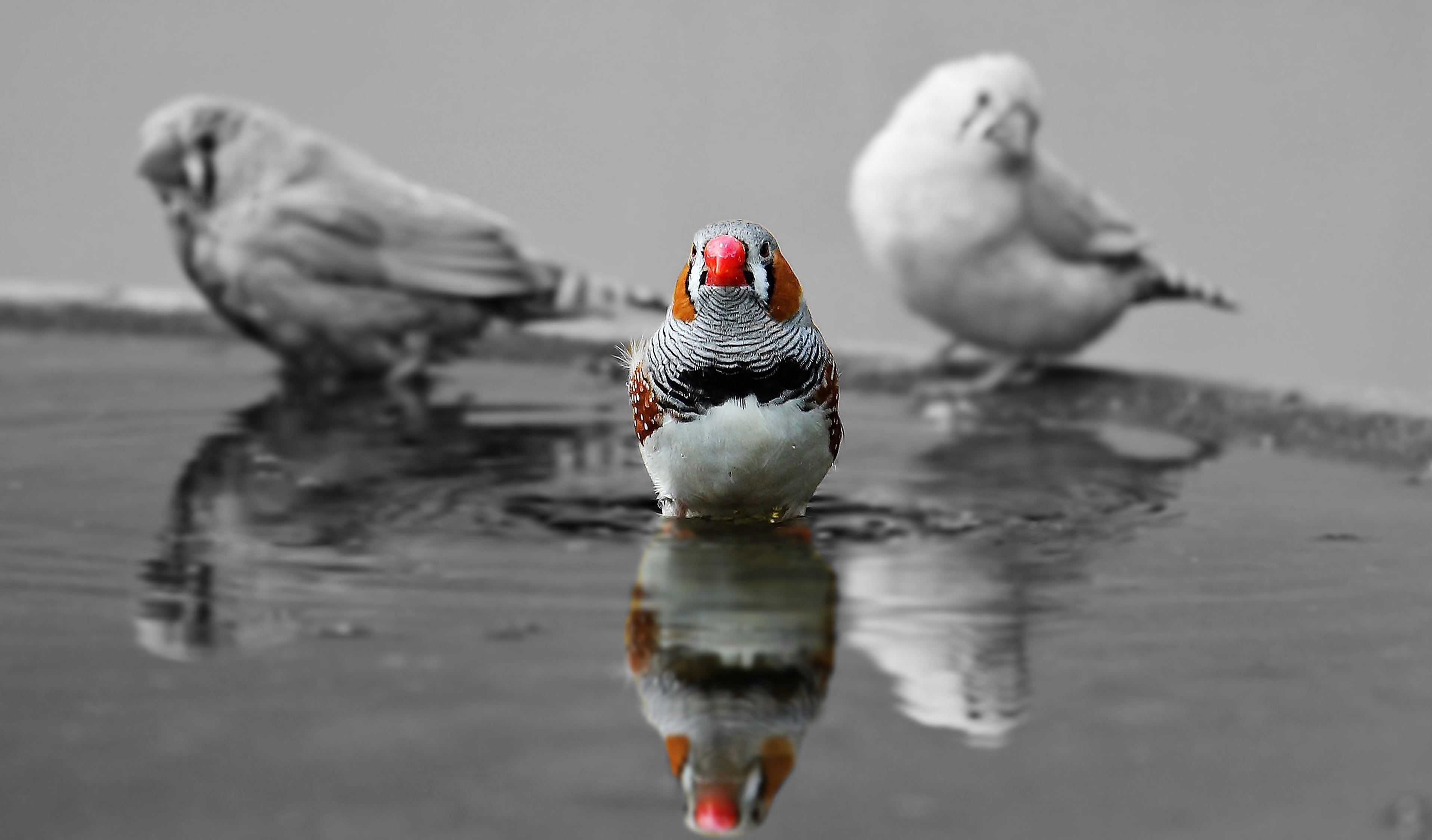 Gratis Afbeeldingen : oranje, rood, bek, vogelstand, eend, gewerveld - Zwart Witte Vogel Lange Oranje Snavel