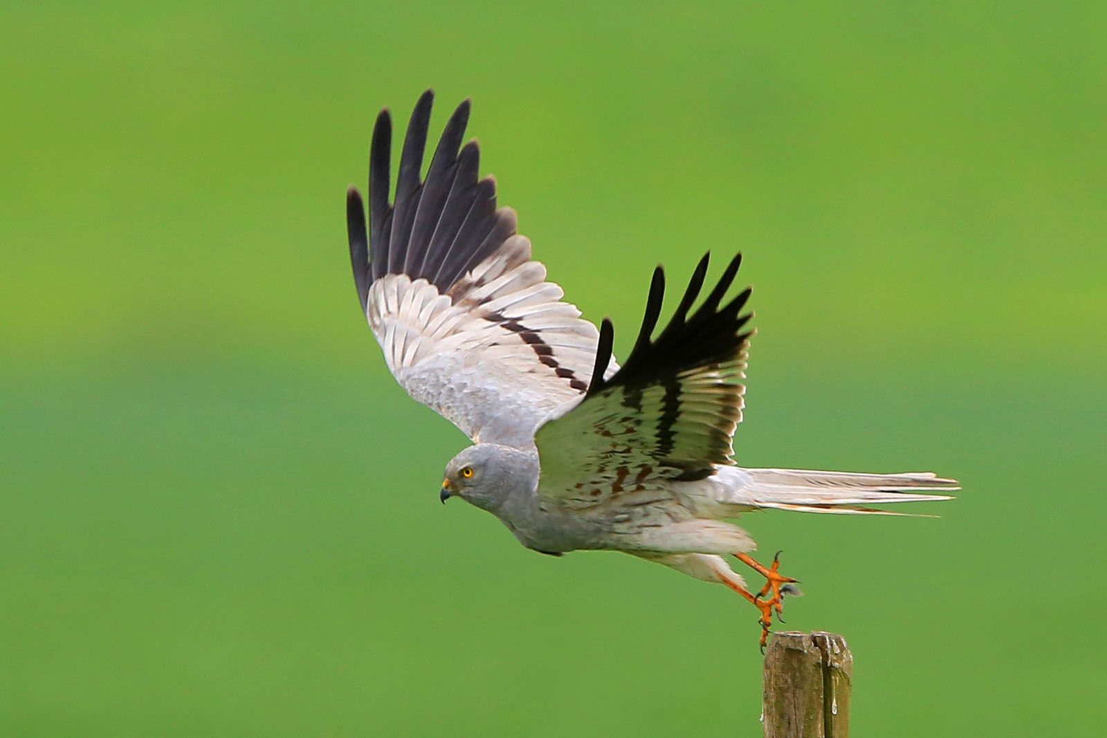Grauwe Kiekendief (Van vroegevogels) | Animals, Parrot, Bird - Verschil Blauwe En Grauwe Kiekendief