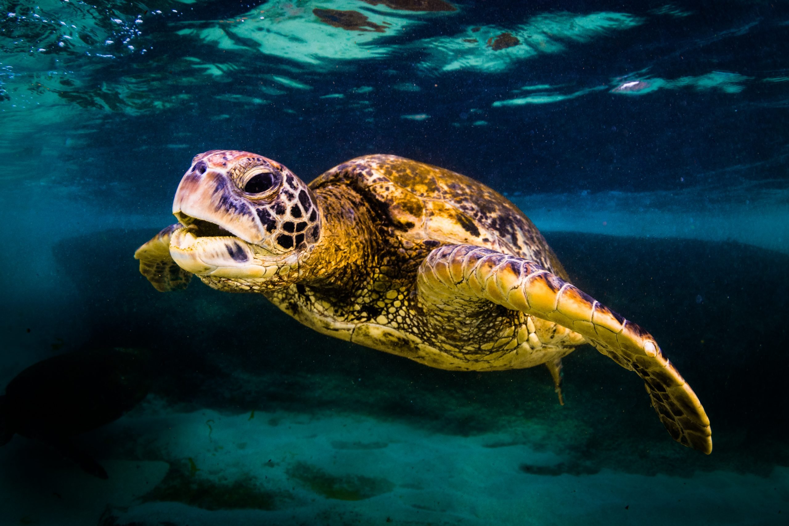 Green Sea Turtle Facts: Habitat, Diet, Conservation, & More - Turtles All The Way Down Samenvatting