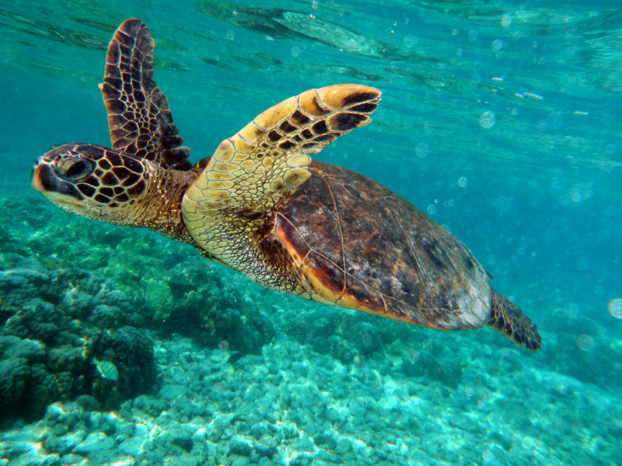green sea turtle | mila zinkova the green sea turtle or chelonia mydas - Turtles All The Way Down Samenvatting